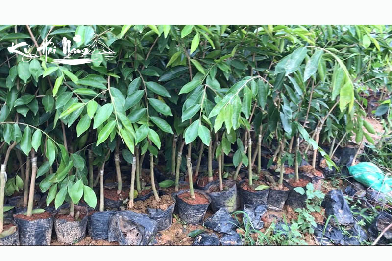 Cây giống Kỳ Hải Nam dòng Lá Xoăn F1