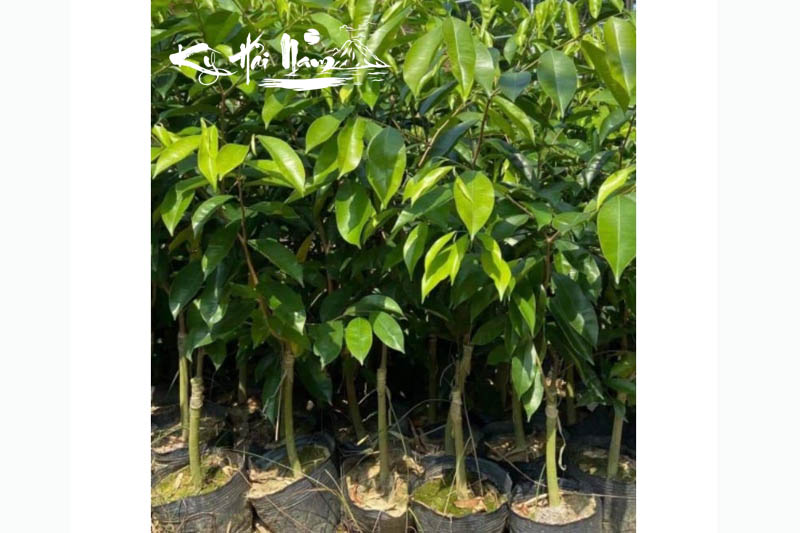 Cây giống Kỳ Hải Nam dòng Hải Vương Dầu F1