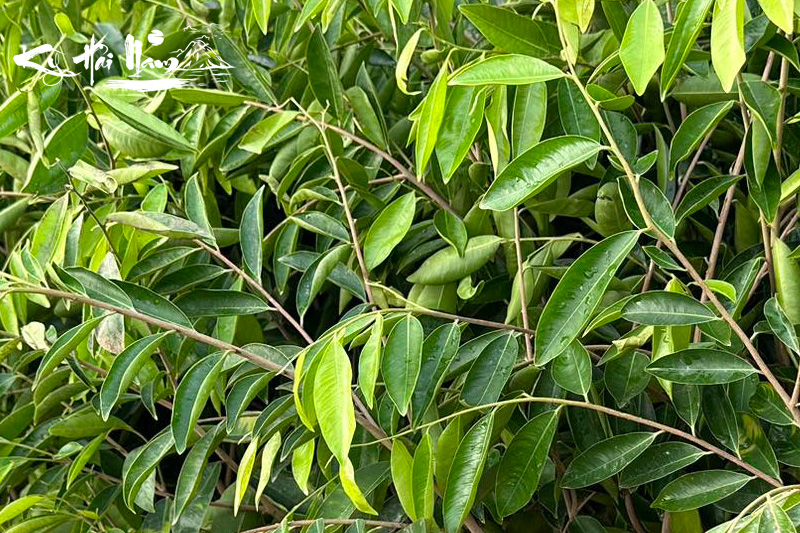 Cây giống Kỳ Hải Nam dòng Hương lá nhọn F1