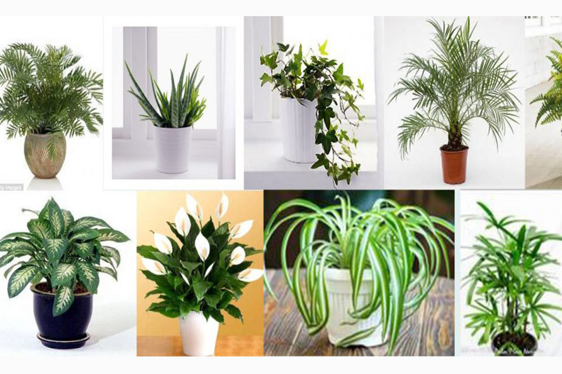 8 Loại cây giúp thanh lọc không khí trong nhà