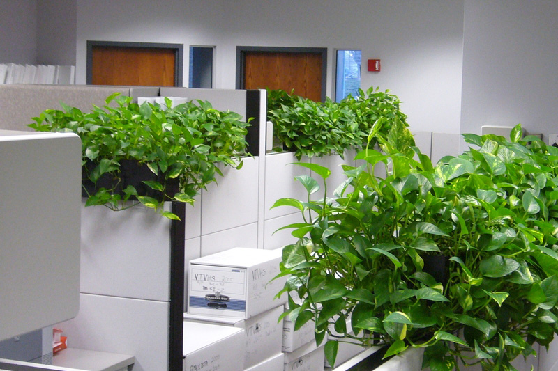 Cây lọc không khí trong phòng làm việc