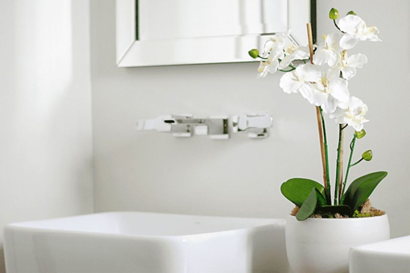 Cây lọc không khí trong nhà tắm