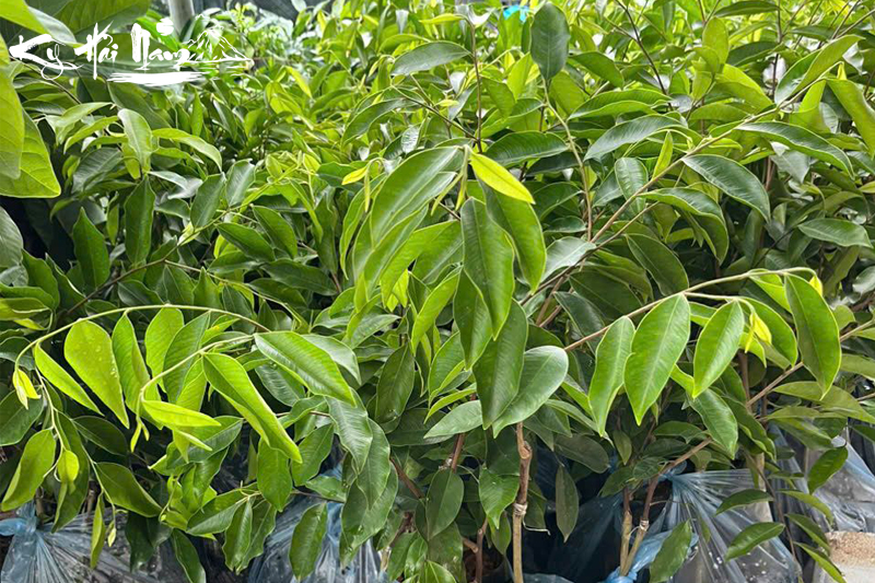 Cây giống Kỳ Hải Nam dòng Kim Sa đột biến F1