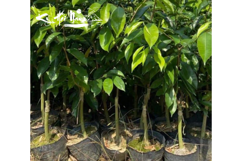 Cây giống Kỳ Hải Nam dòng Lá Tròn F1