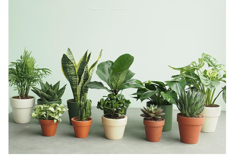 Những loại cây trồng trong nhà không cần ánh sáng