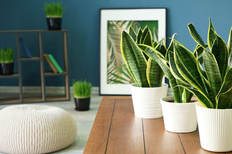 Cây lọc không khí ban đêm có những loại nào?