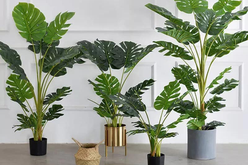 Cây lọc không khí trong nhà tốt nhất