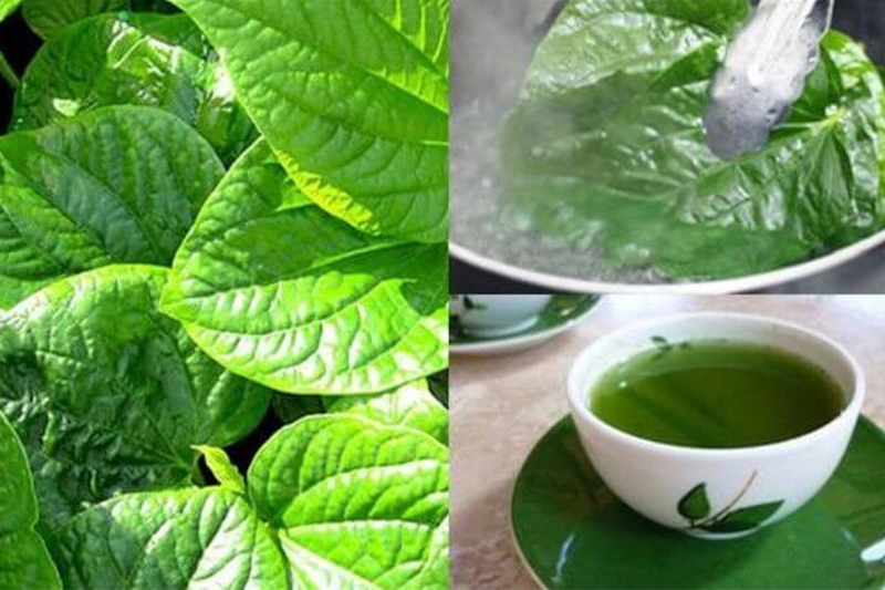 Uống lá gì tốt cho xương khớp?