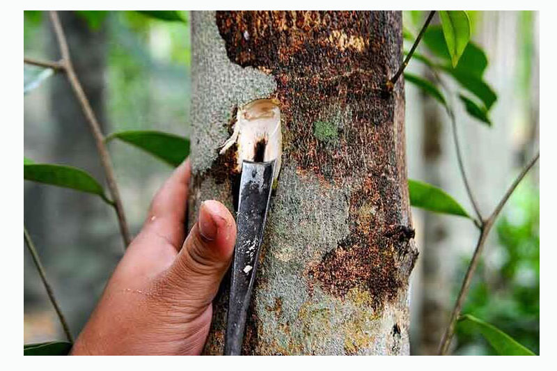 Trầm hương ở đâu thơm nhất Việt Nam giữa các vùng trồng trầm