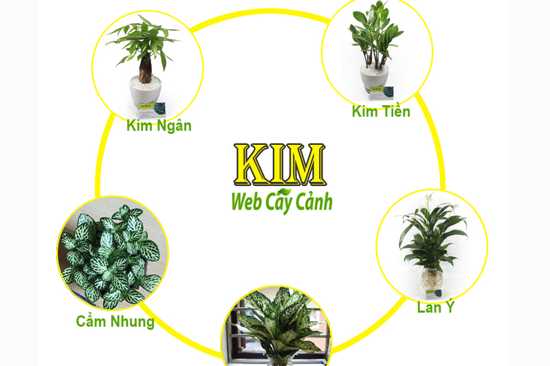 Cây hút tài lộc cho mệnh Kim nên chọn như thế nào thì hợp?