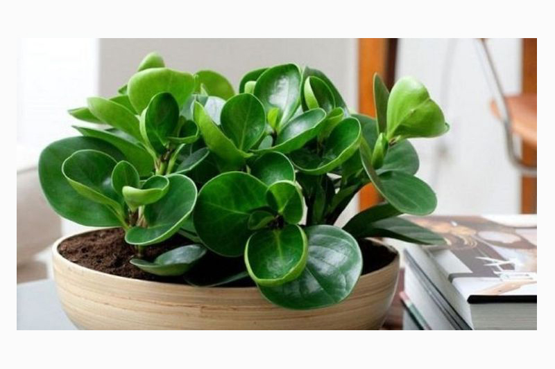 Cây hút tài lộc cho mệnh Mộc – cách chọn như thế nào là phù hợp?