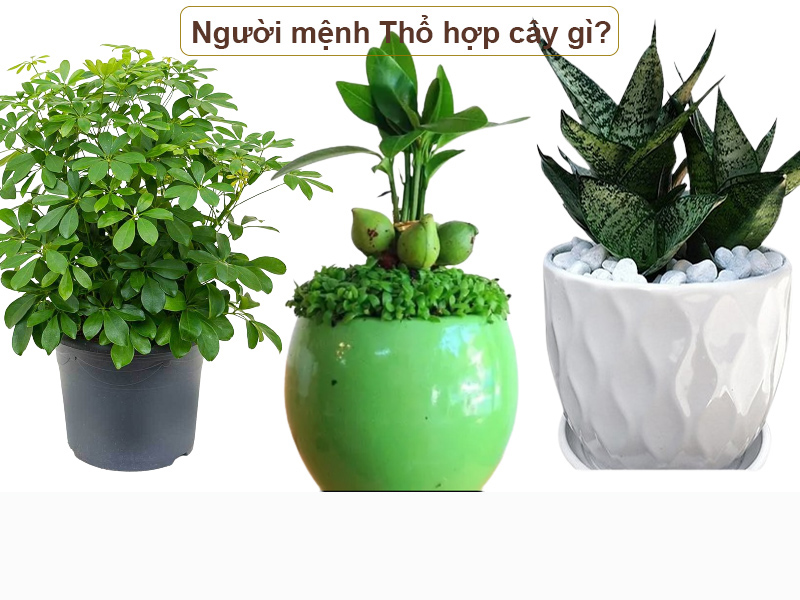 Cây hút tài lộc cho mệnh Thổ là những cây như thế nào?